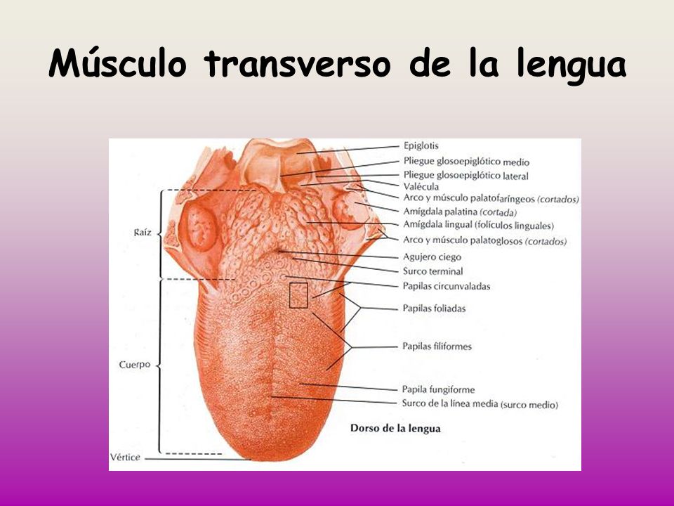 funcion del musculo transverso de la lengua funcion del musculo transverso de la lengua